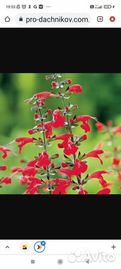 Буддлея вариегатная, снежноягодник вариегатный