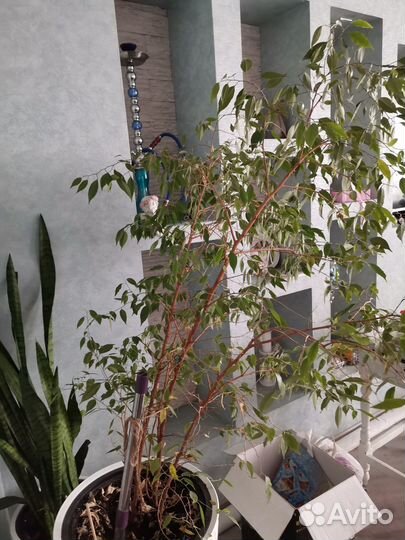 Фикус бенджамина большой