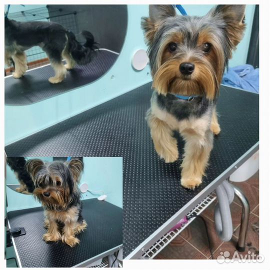 Услуги грумер.Стрижка собак кошек экспресс линька