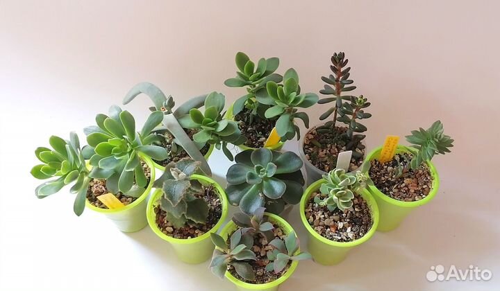 Эхеверии, седумы, крассулы