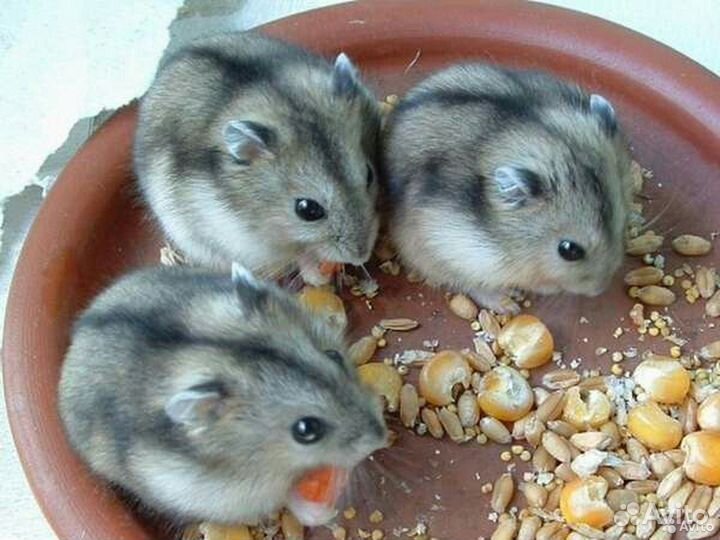 Джунгарский хомяк