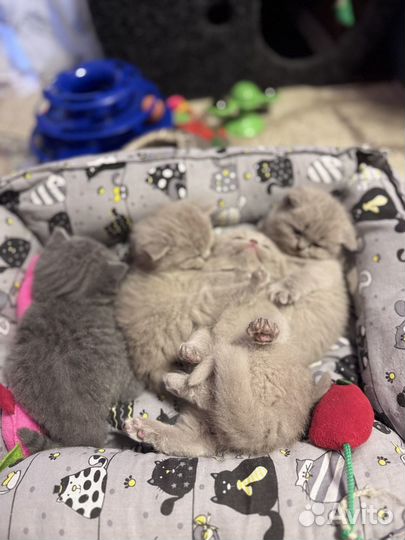 Британские котята