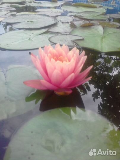 Водная лилия. Нимфея, можевельник, кувшинки