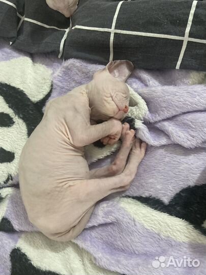 Котята сфинкс
