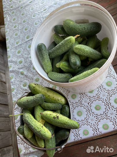 Огурцы свежие