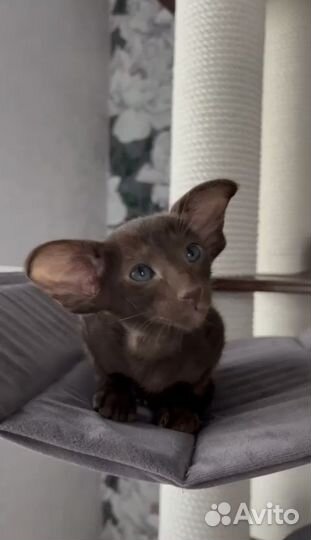 Ориентальная