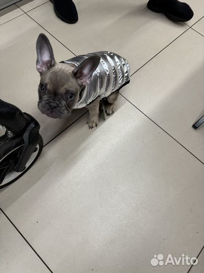 Французский бульдог