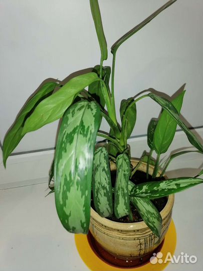 Комнатные цветы