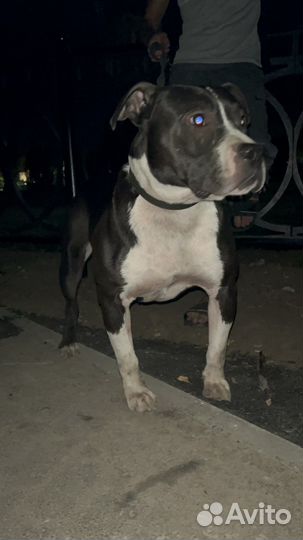 Стаффордширский бультерьер вязка