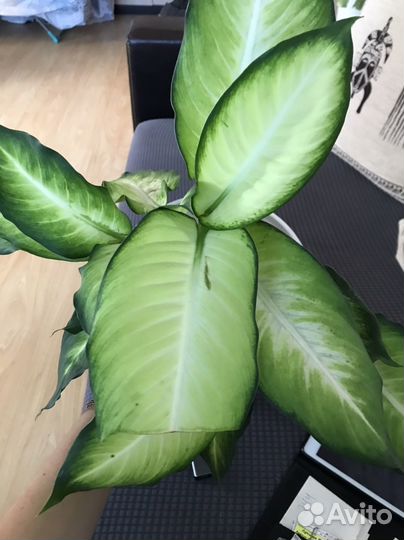 Диффенбахия кул бьюти