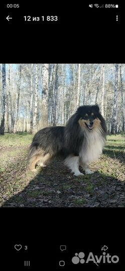 Щенки шелти