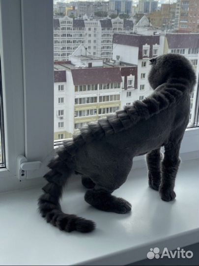 Груминг кошек (прочтите описание)