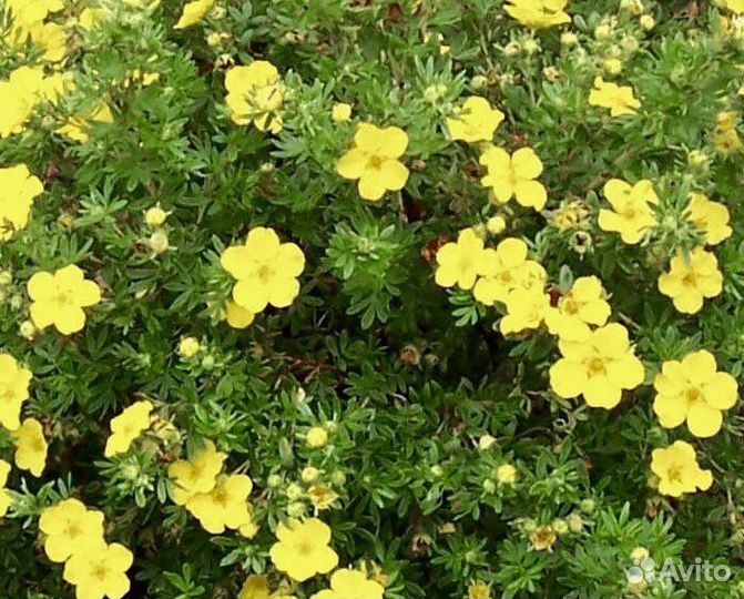 Многолетние декоративные садовые растения