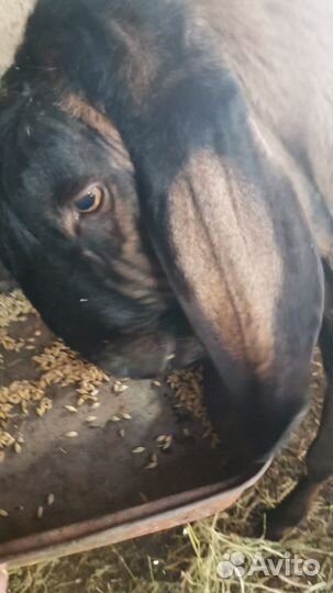 Нубийские козы