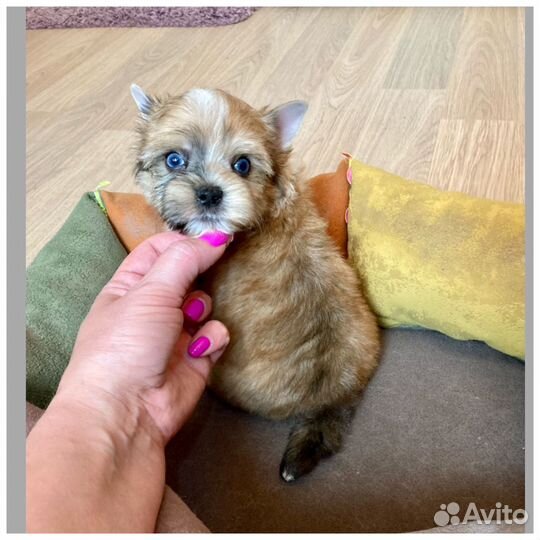 Золотой йорк с синими глазами мальчик