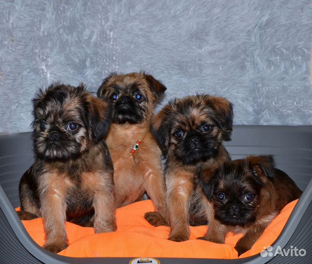 Брюссельский гриффон