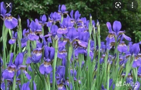 Герань садовая