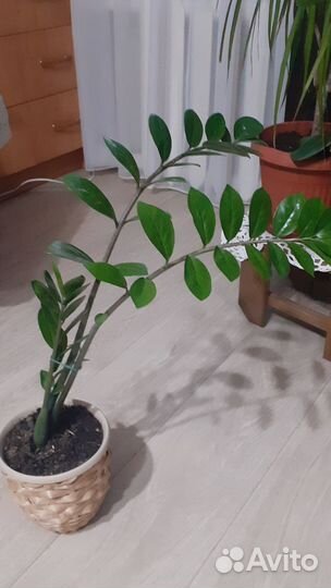 Комнатные цветы