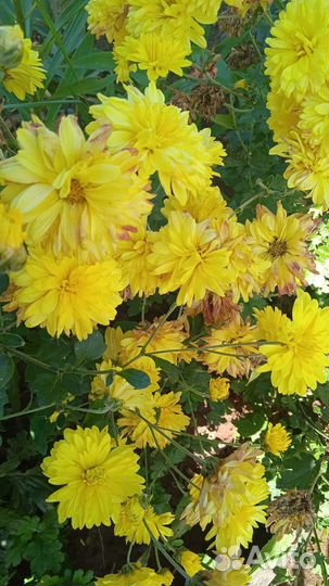 Хризантемы