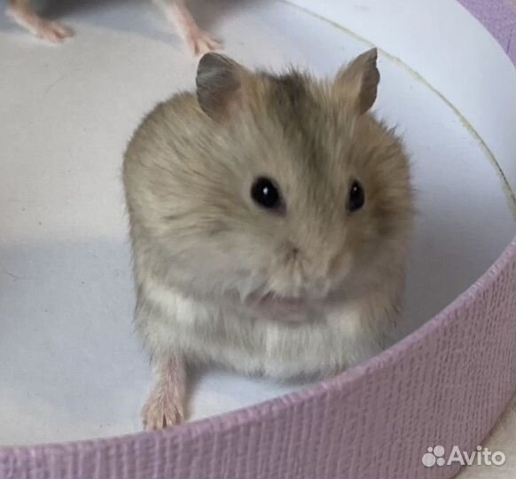 Крысята дамбо 2 месячные