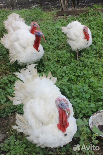 Мясо индейки