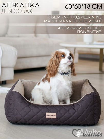 Собака для фотосессии