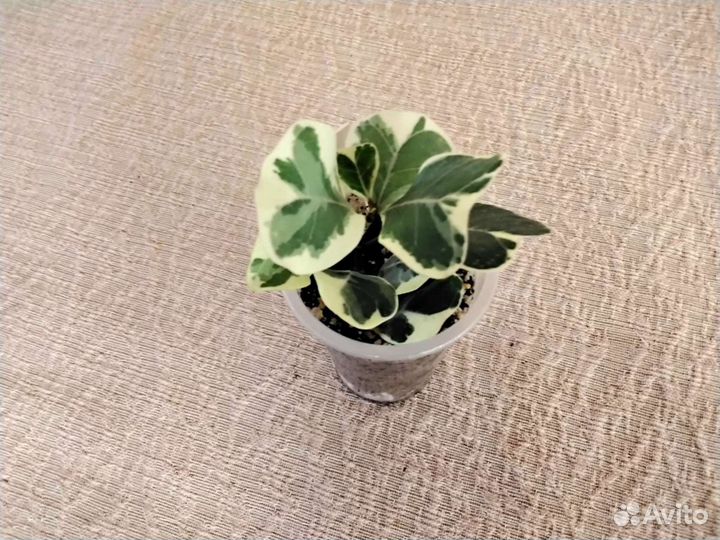 Фикусы сортовые комнатные растения