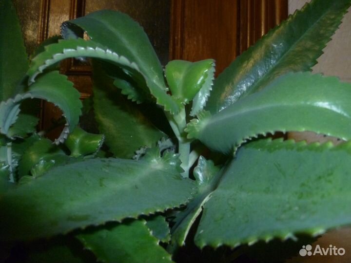 Каланхоэ лечебный, алоэ столетник