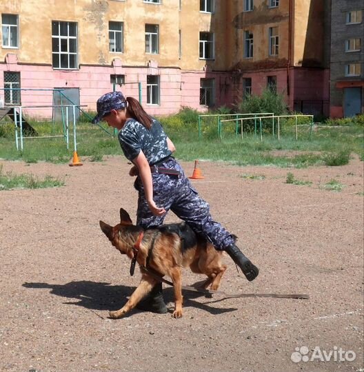 Дрессировка собак