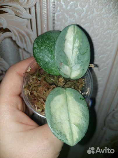 Hoya Carnosa Argentea Princess variegata и другая