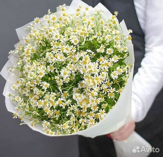 Цветы ромашки