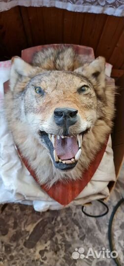 Чучело глухаря