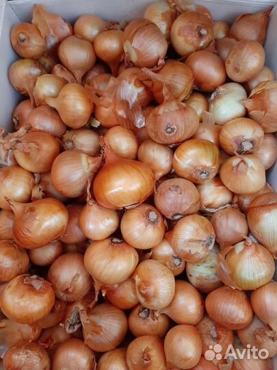 Лук семейный на посадку