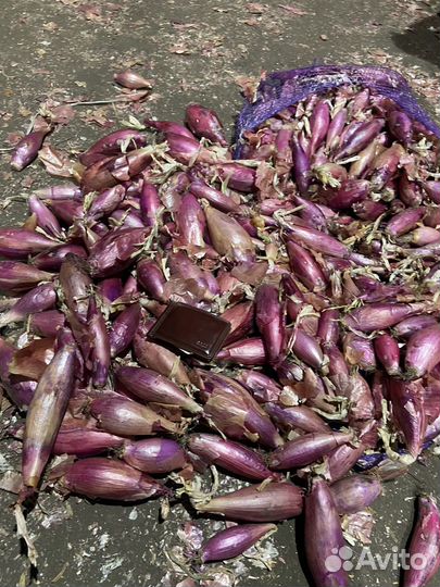 Лук на перо