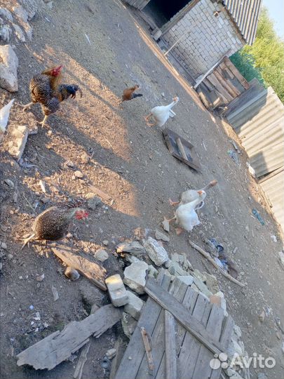 Семья гусей