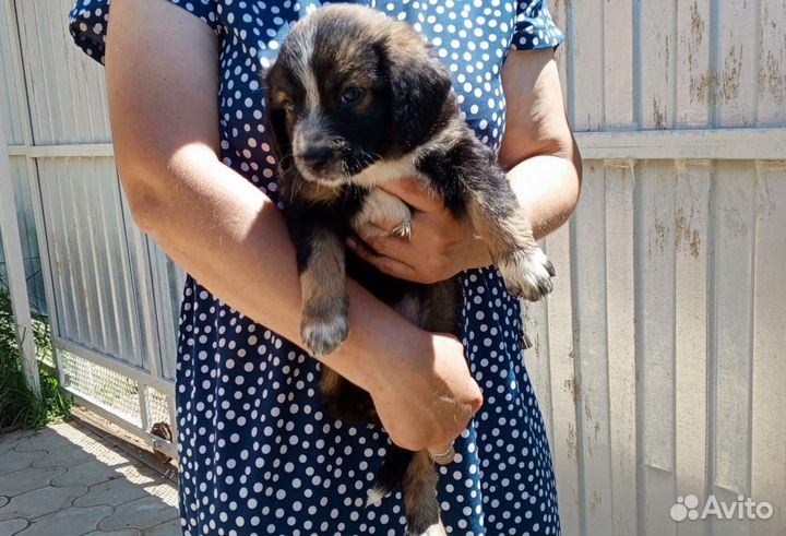 Щенки метисы в добрые руки