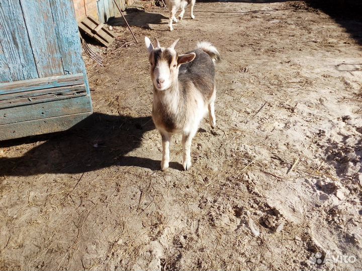 Камерунские коза и козочка и козлята