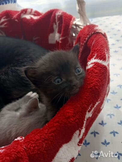 Котики бесплатно в добрые руки