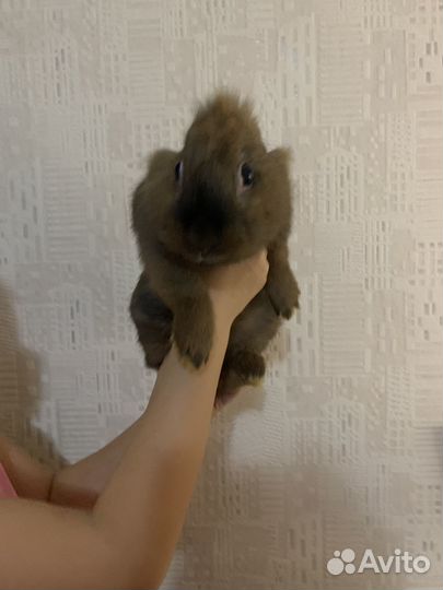 Декоративные кролики