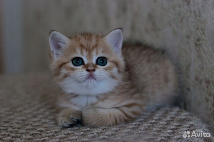 Шотландский котенок