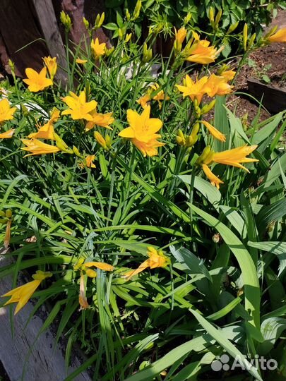 Лилейник,ирисы,лилии