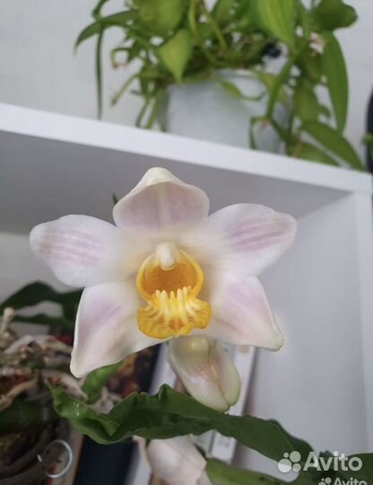 Редкие орхидеи