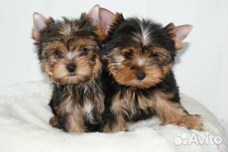 Йоркширский терьер