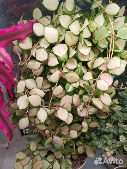 Комнатные растения