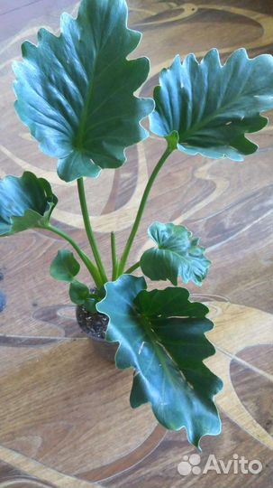 Гризли филодендрон