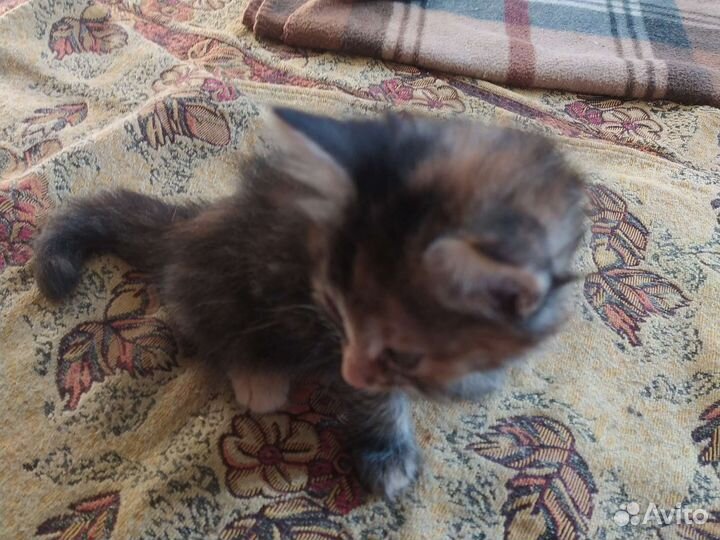 Котятки домашние 2 месяца