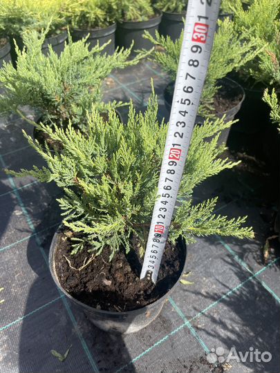 Андорра Компакт