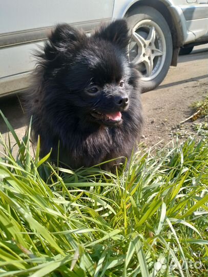 Померанский шпиц