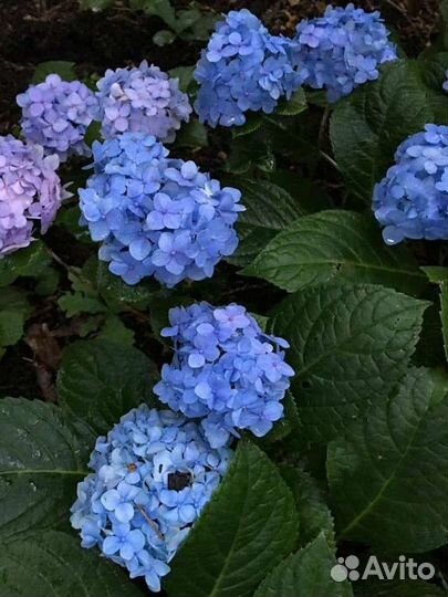 Гортензия Blue veil