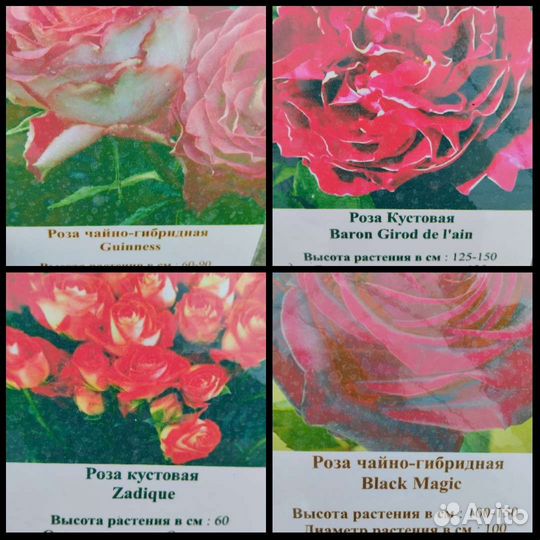 Саженцы роз